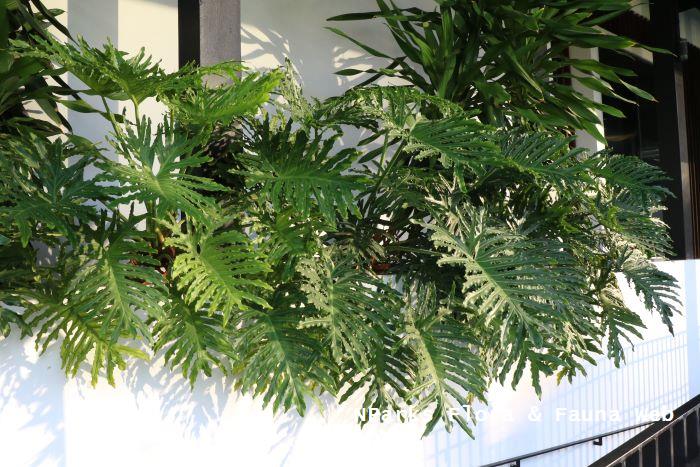 Thaumatophyllum bipinnatifidum