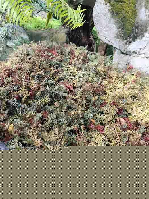 Selaginella erythropus