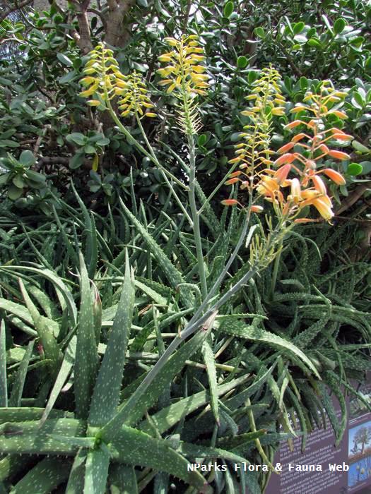 Aloe_vera_Vicky_Lim_Yen_Ngoh_1s