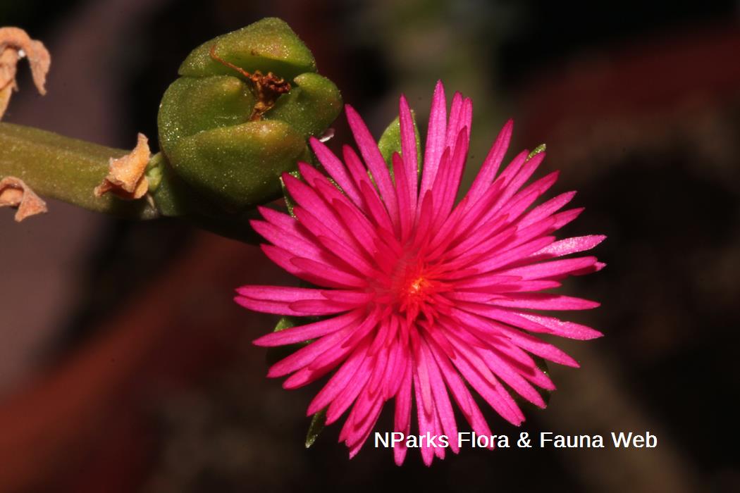 Mesembryanthemum_cordifolium