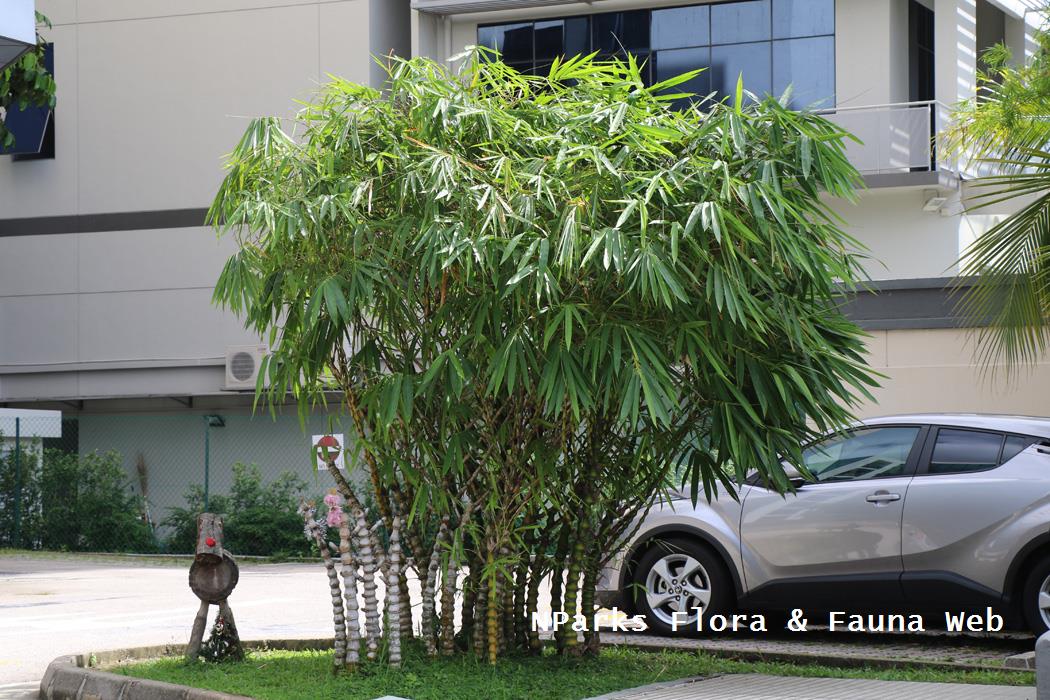 Bambusa_vulgaris_Wamin_Jennie_Tang_1