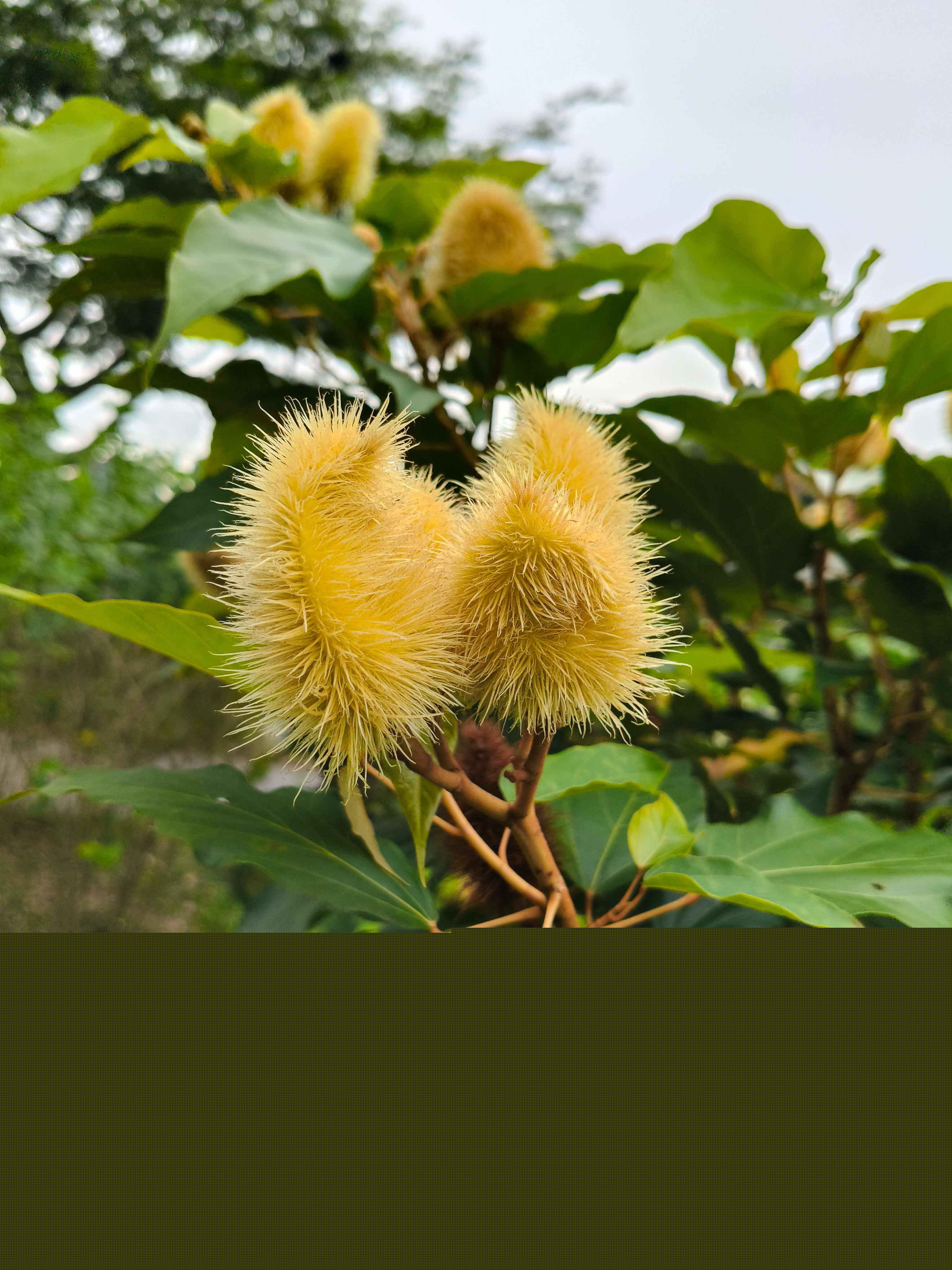 Bixa orellana Yellow