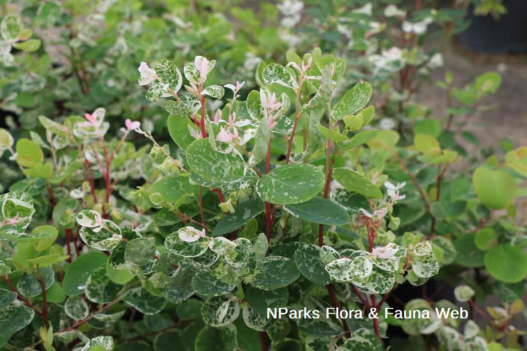 Breynia disticha Roseo picta