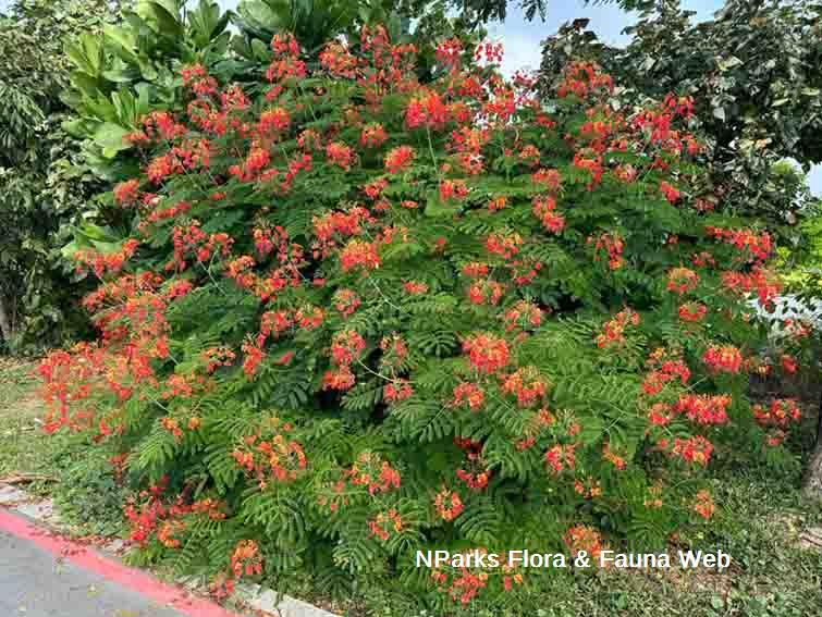 Caesalpinia pulcherrima