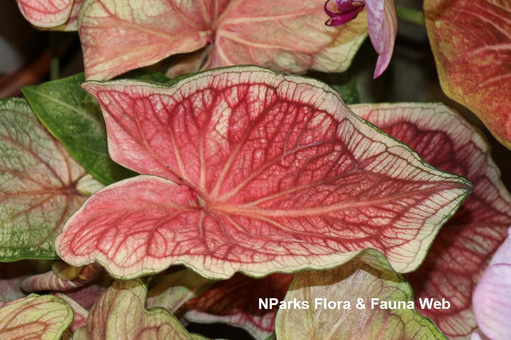 Caladium bicolor