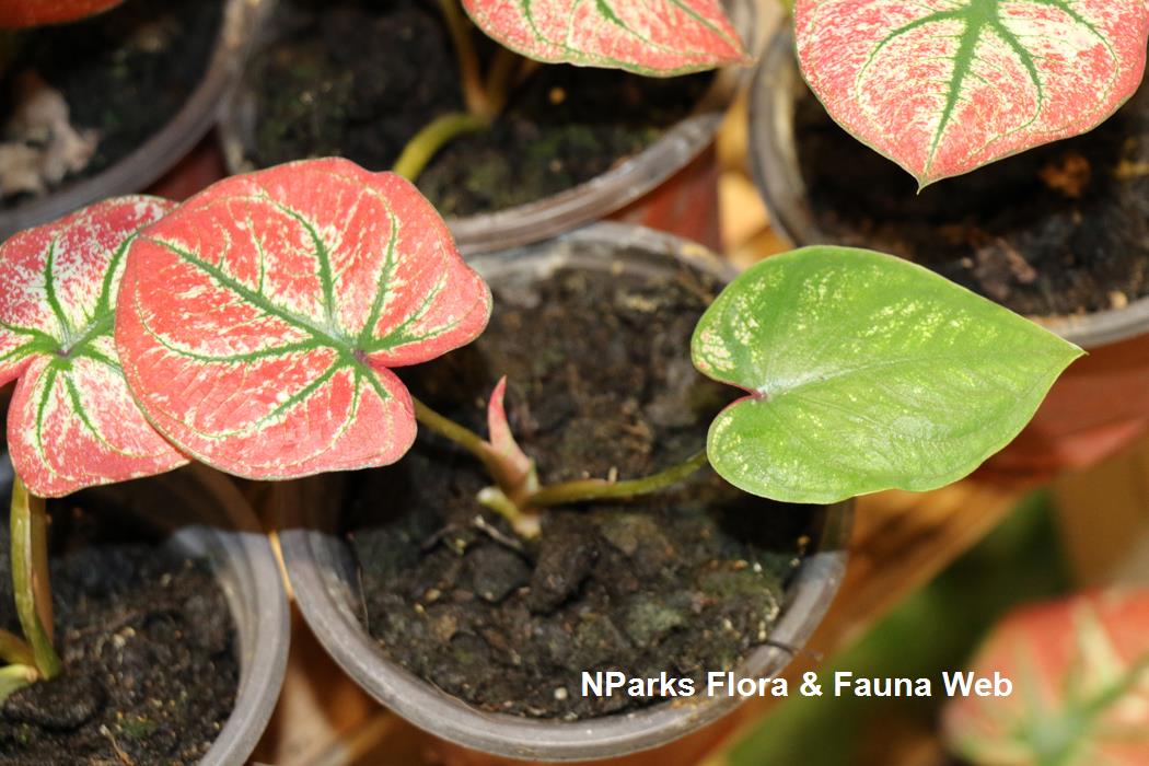 Caladium bicolor cultivar