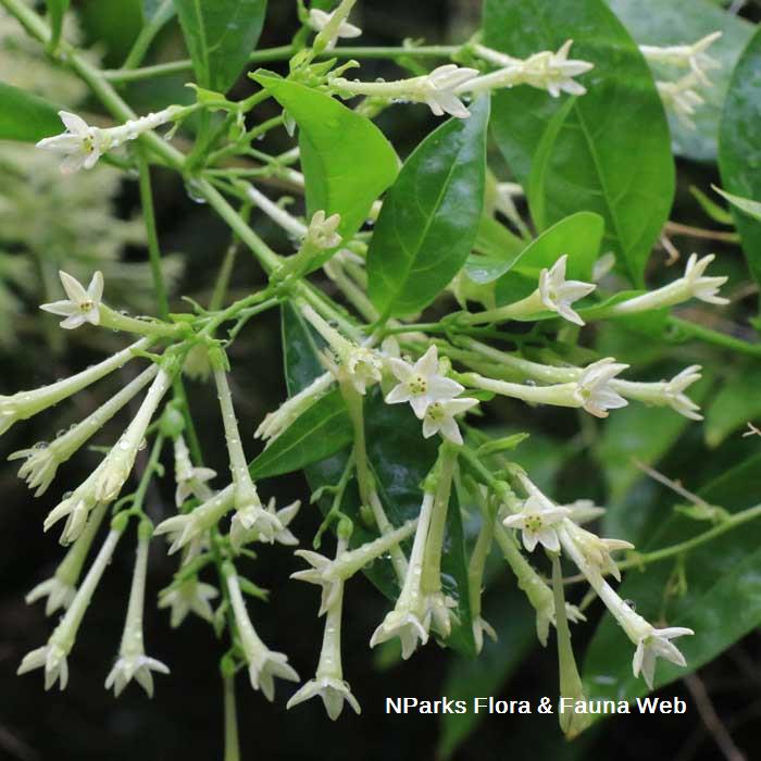 Cestrum nocturnum