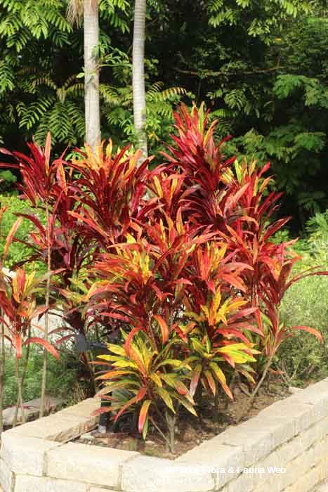 Codiaeum variegatum