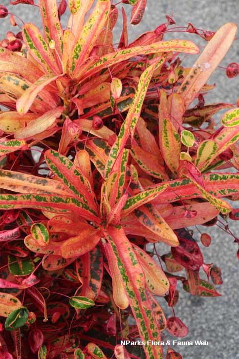Codiaeum variegatum
