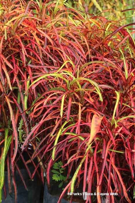 Codiaeum variegatum