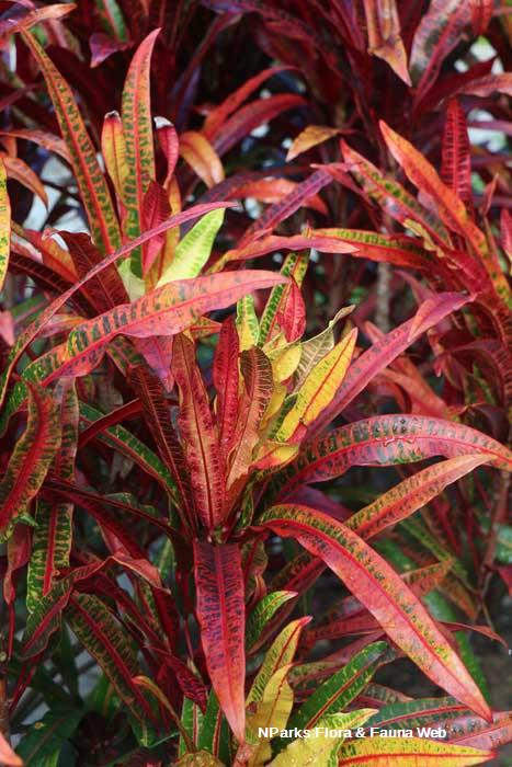 Codiaeum variegatum