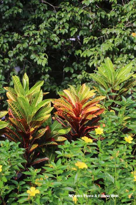 Codiaeum variegatum