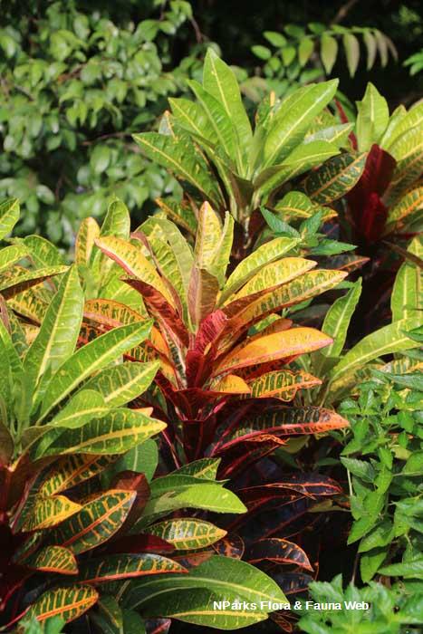 Codiaeum variegatum