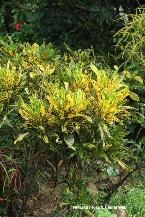 Codiaeum variegatum