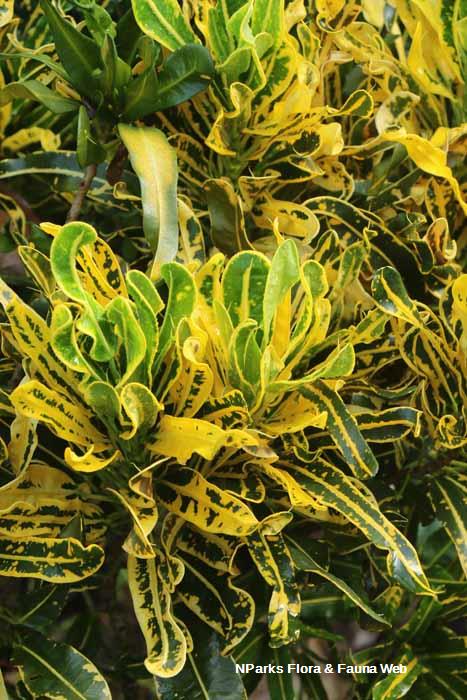 Codiaeum variegatum