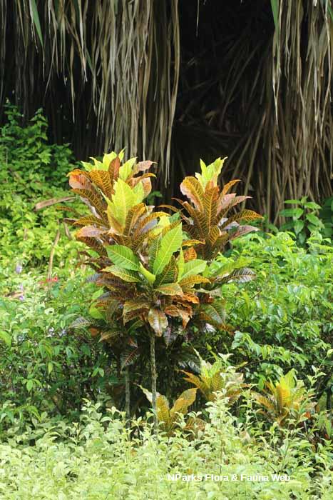 Codiaeum variegatum