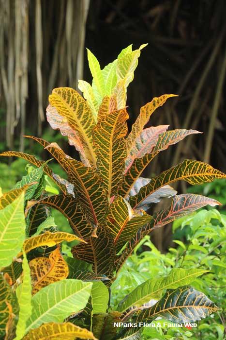 Codiaeum variegatum