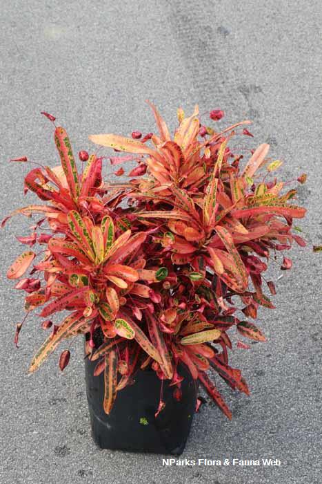 Codiaeum variegatum