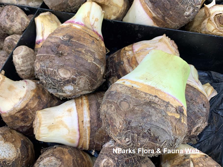 National Parks Board Colocasia Esculenta 8679