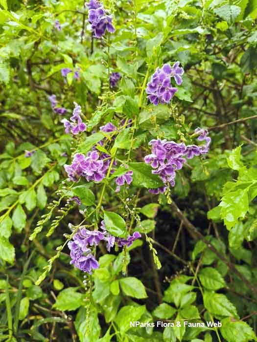 Duranta cultivar