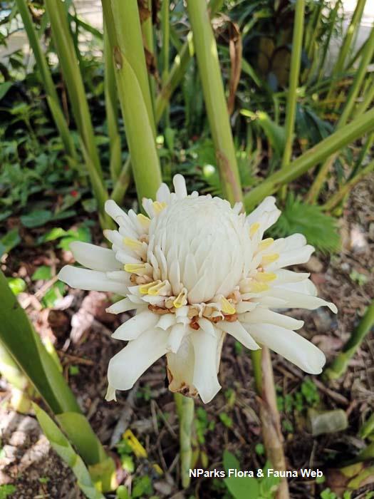 Spices Unearthed: Torch Ginger Flower (Bunga Kantan)