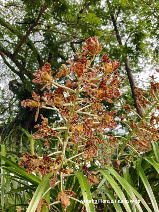 Grammatophyllum speciosum