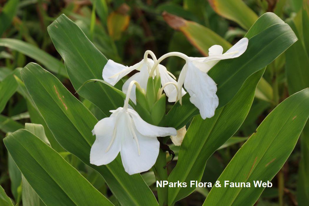 Hedychium coronarium