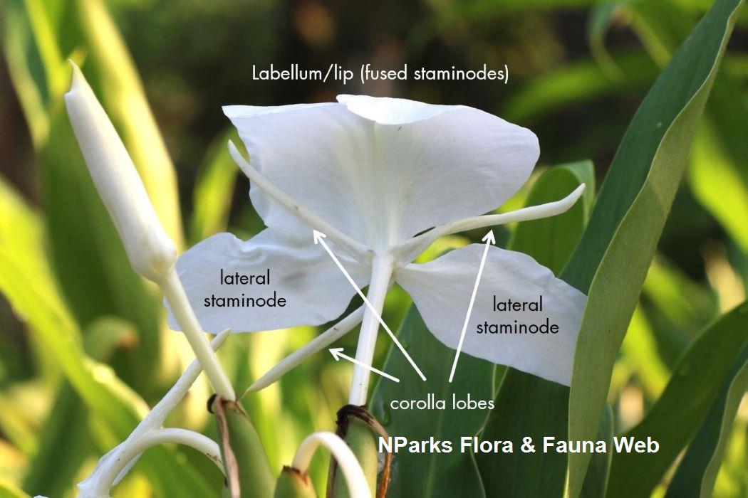Hedychium coronarium