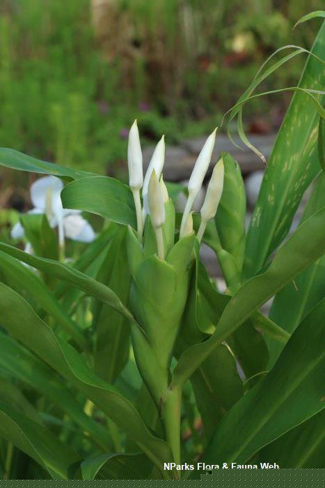 Hedychium coronarium