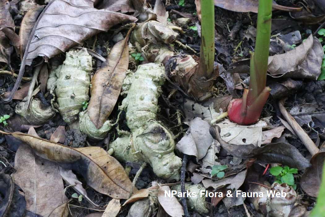 Hedychium coronarium