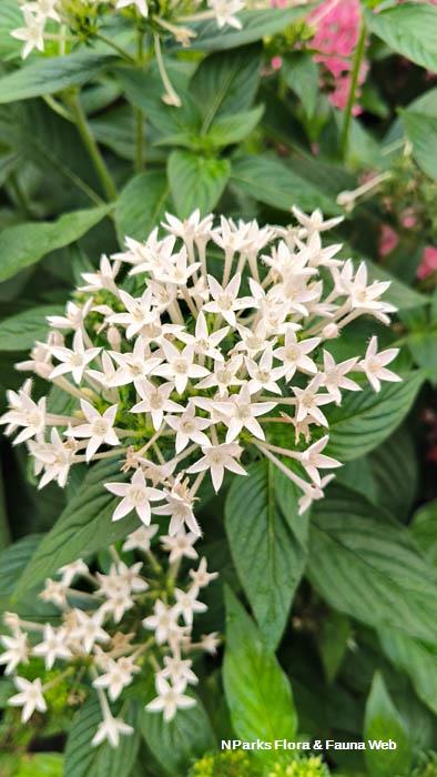 Pentas lanceolata Alba