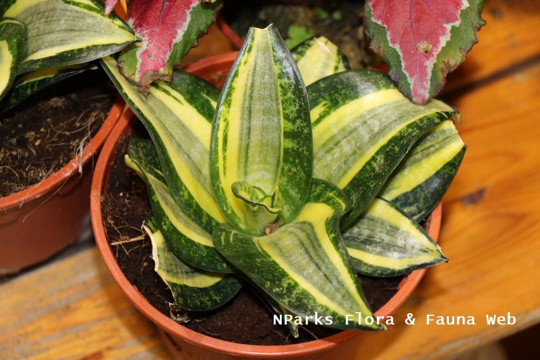 Dracaena trifasciata Golden Hahnii