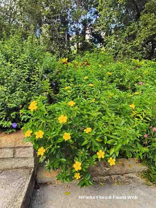 Turnera ulmifolia