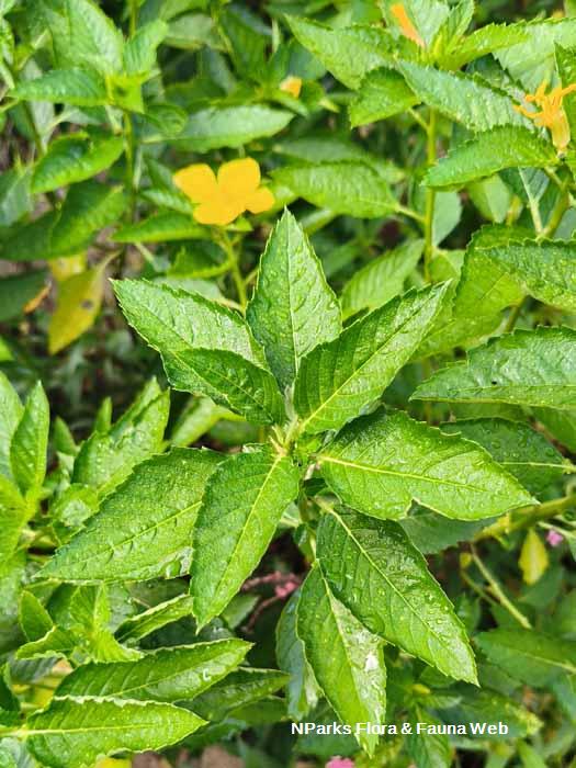 Turnera ulmifolia