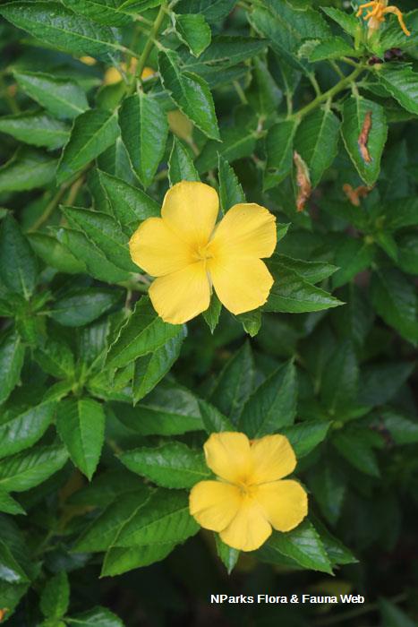 Turnera ulmifolia