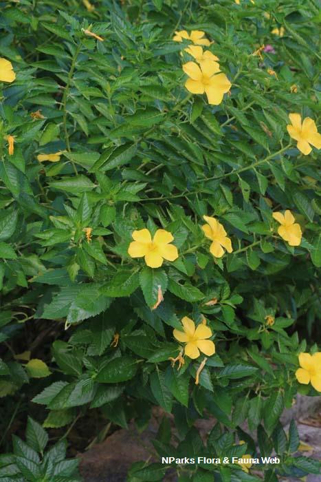 Turnera ulmifolia