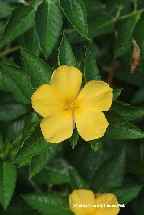 Turnera ulmifolia