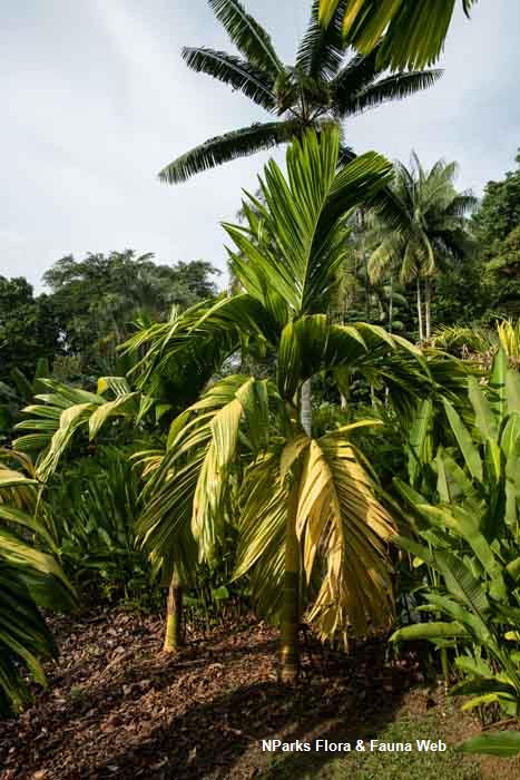 Areca catechu var alba