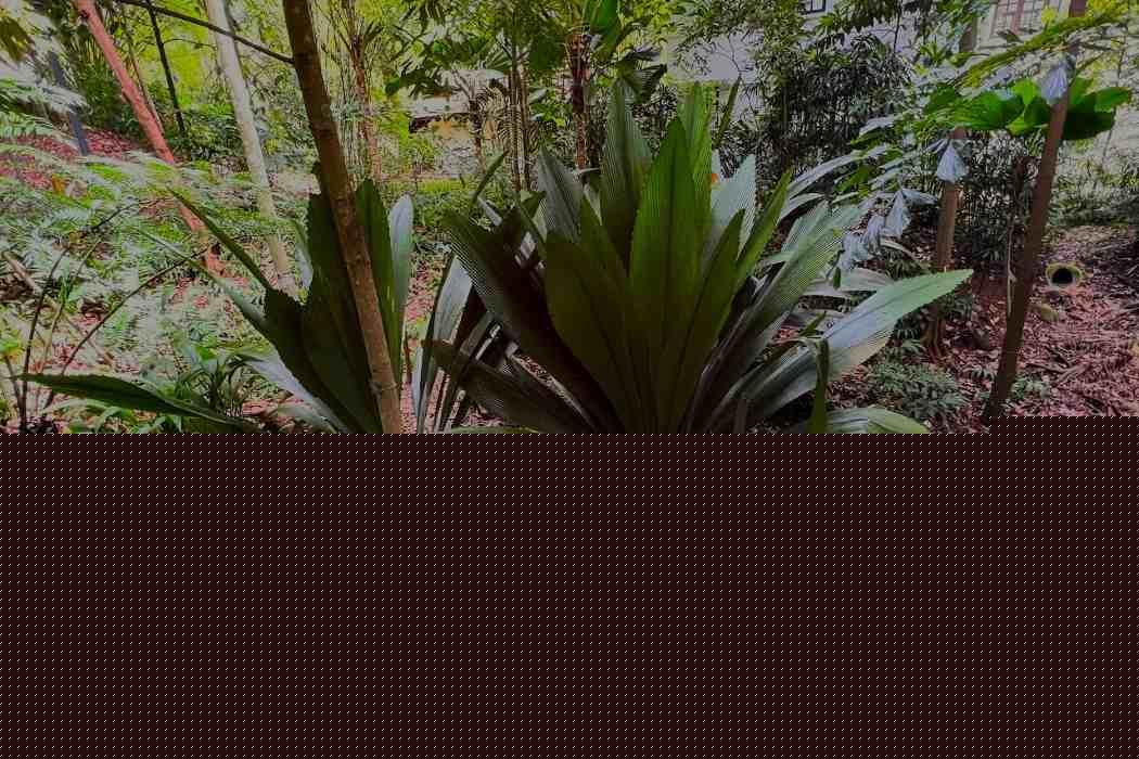 Johannesteijsmannia lanceolata