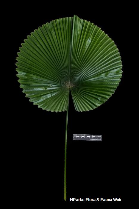 Licuala cordata