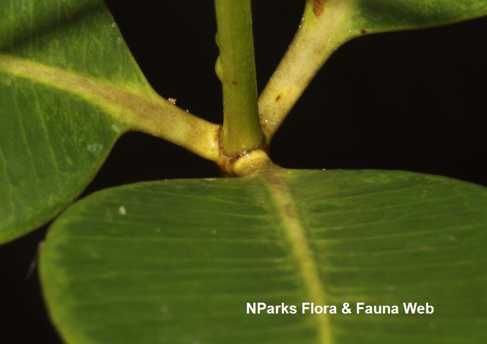 NParks | Alstonia spatulata