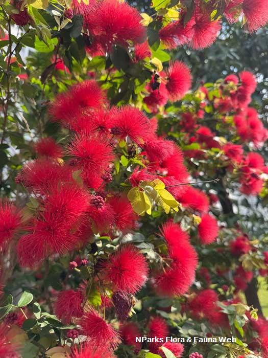 Calliandra tergemina var emarginata