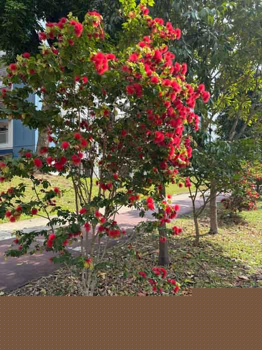 Calliandra tergemina var emarginata