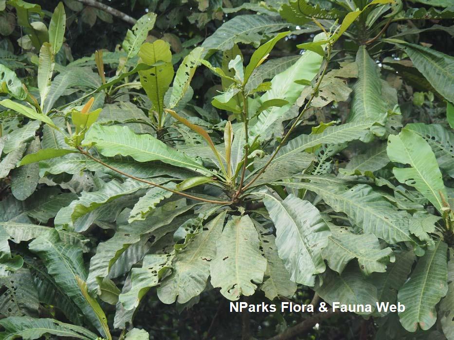 Nparks Euphorbia Hirta