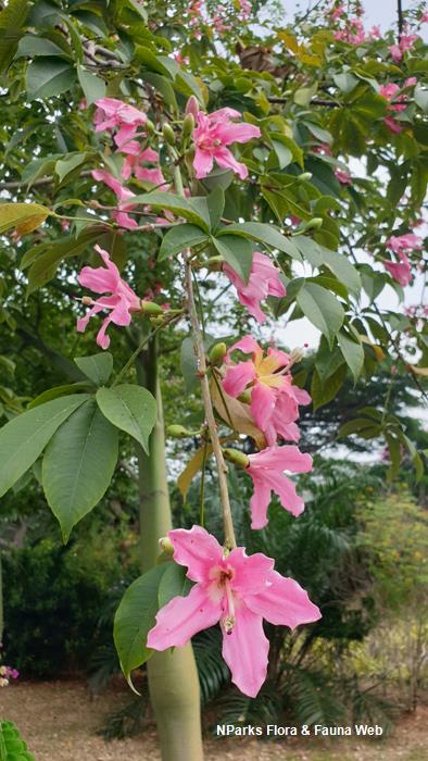 Chorisia speciosa store