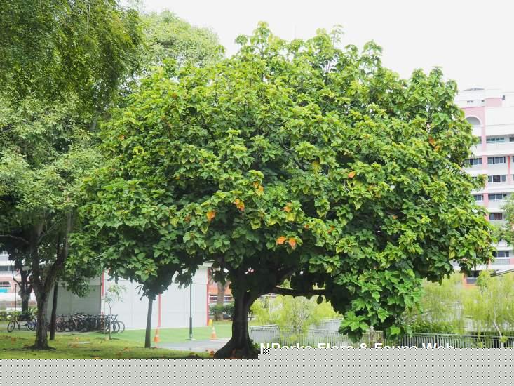 Cola gigantea