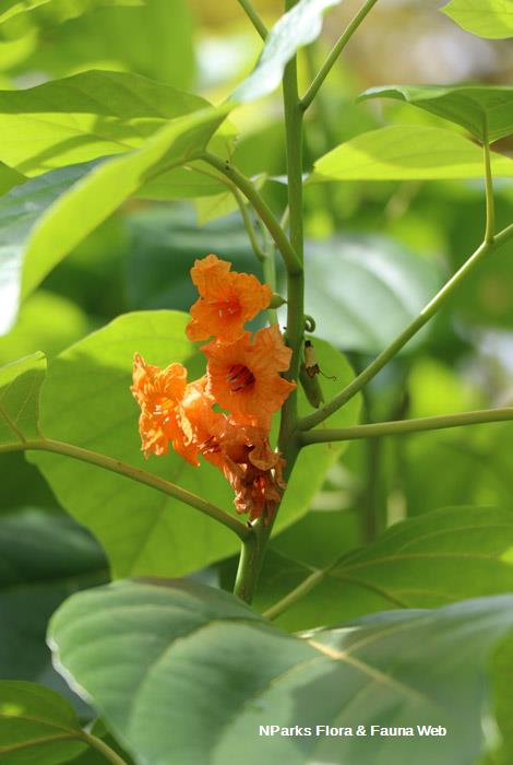Cordia subcordata