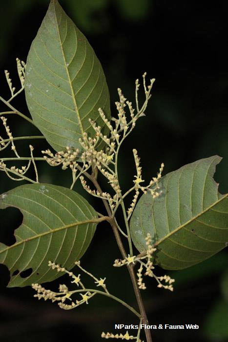 Hopea sangal