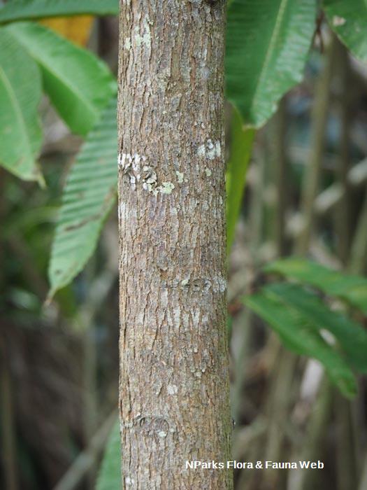 Hopea sangal
