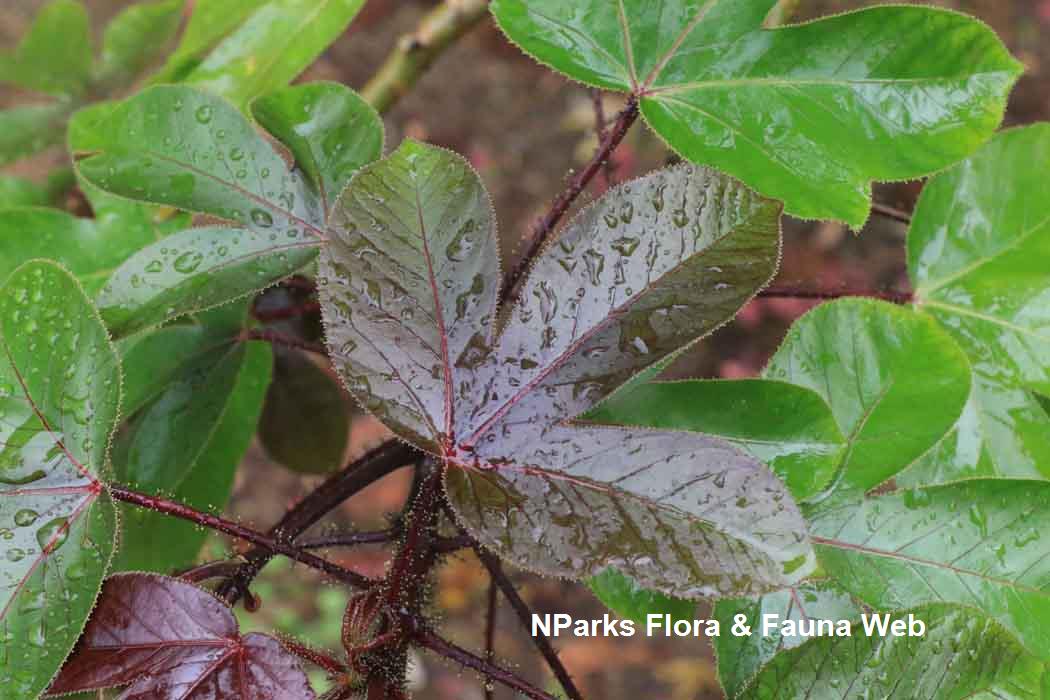 Jatropha gossypifolia